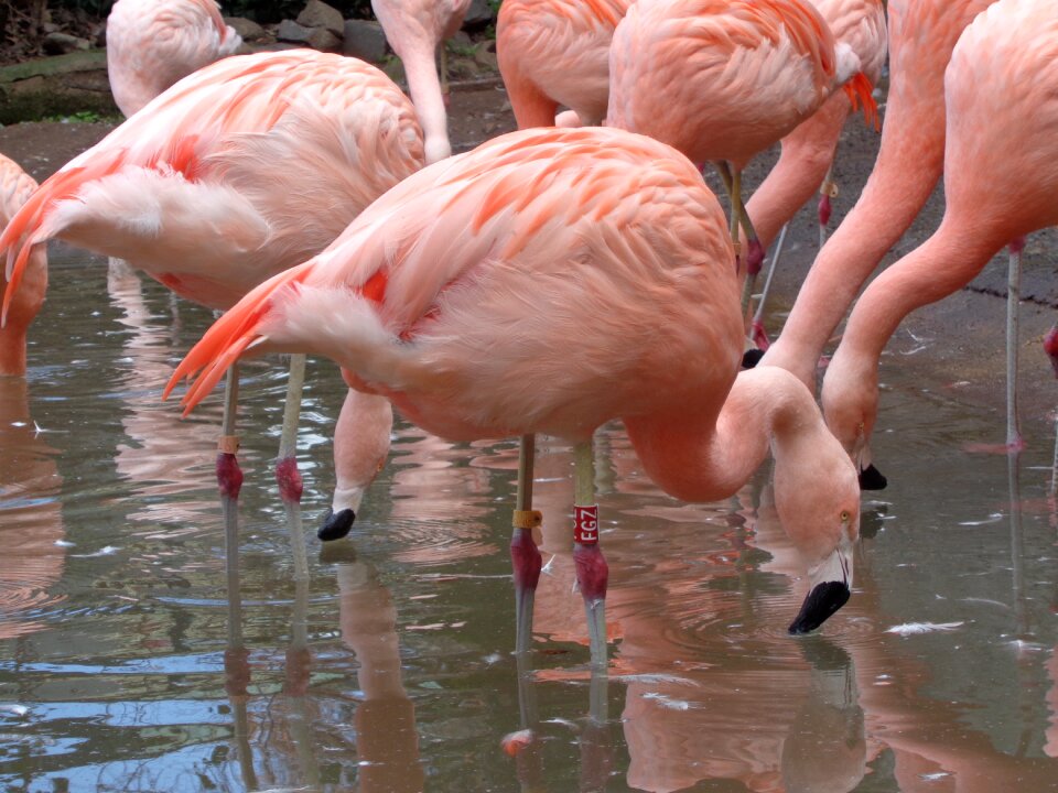 Flamingo birds lake