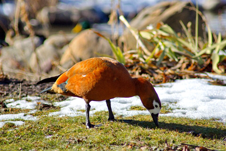 Nature wildlife