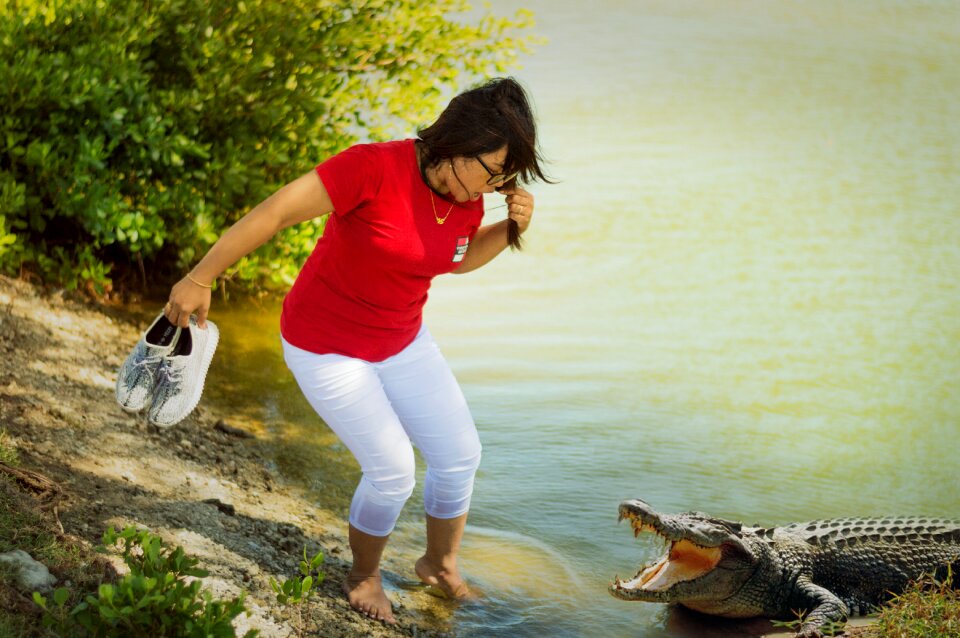 Crocodile lake reptiles