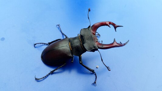 Nature insect animal