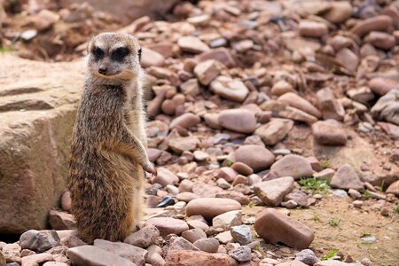 Meerkat curious vigilant photo