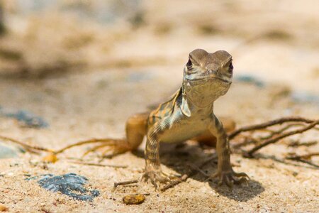 Iguana reptile flake