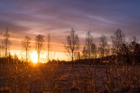 Rise spring sunny photo