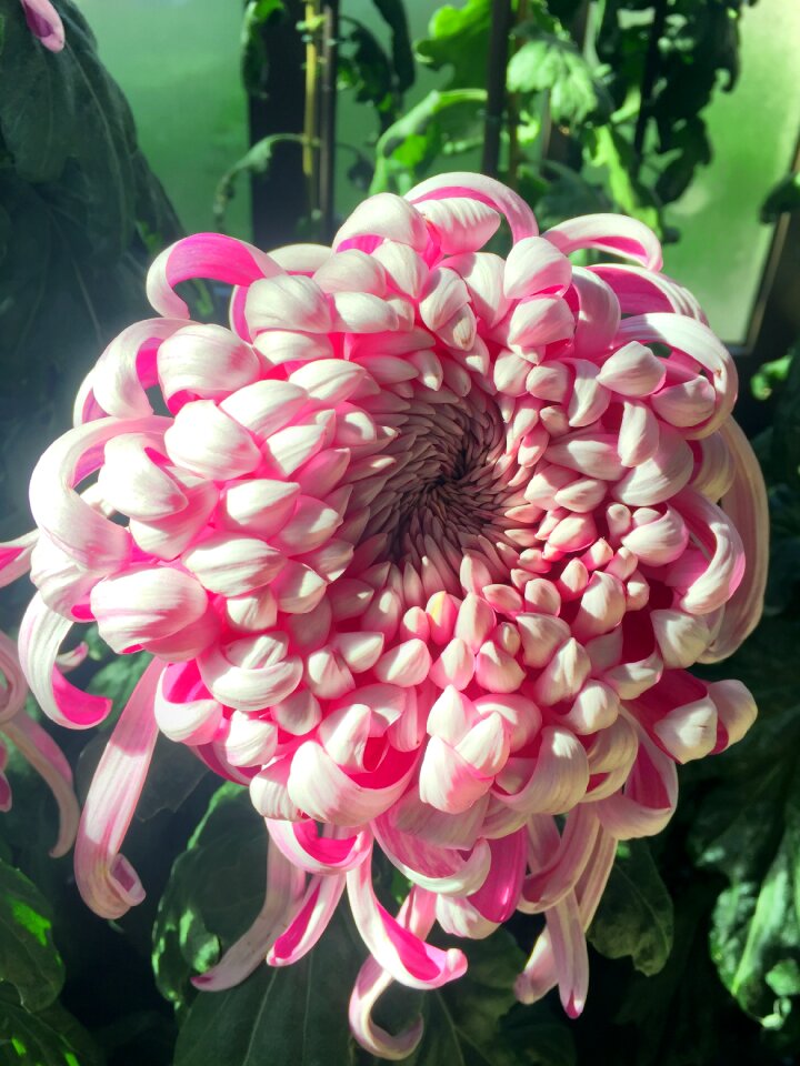 Botanical flora bloom
