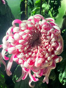 Botanical flora bloom