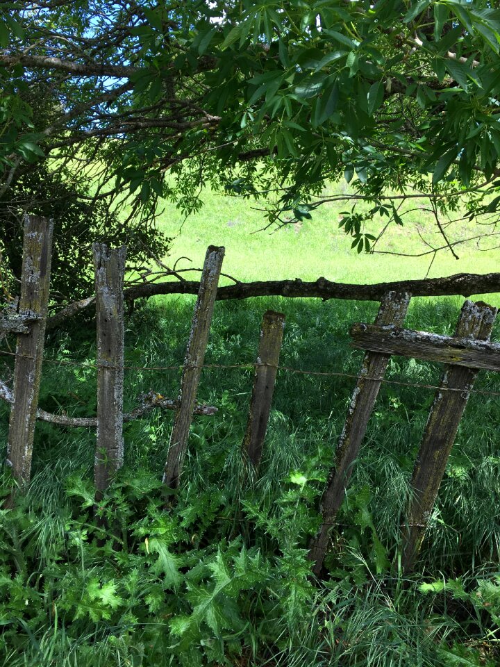 Outdoor grass wood