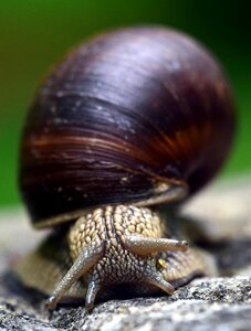 Nature reptile animal