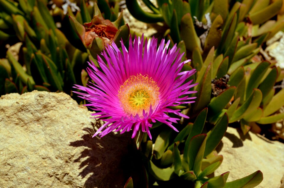 Blossom bloom purple flower