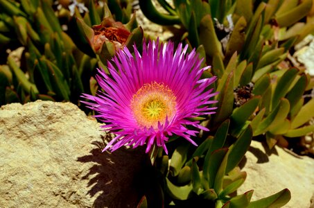 Blossom bloom purple flower