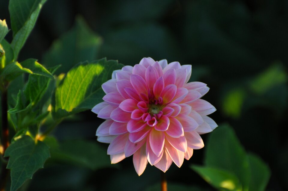 Bloom blossom