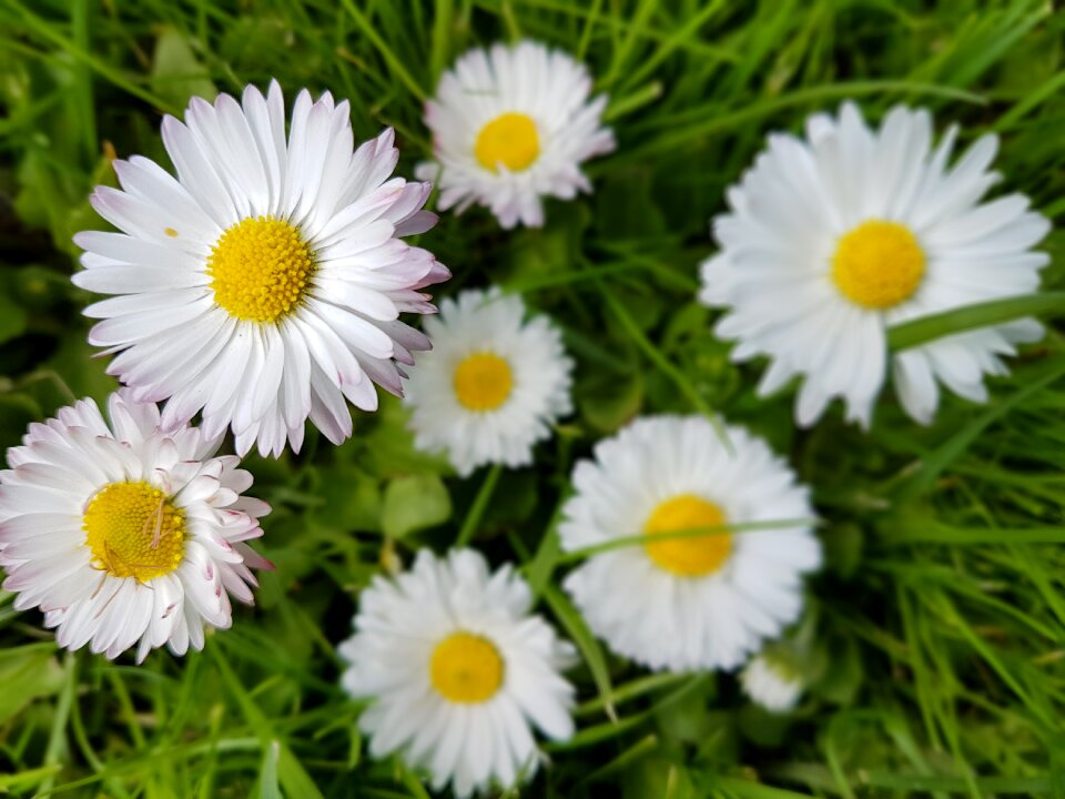 Flowers spring meadow