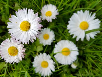 Flowers spring meadow