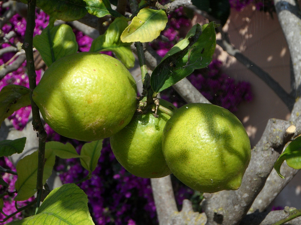 Citrus fruits sour fruit