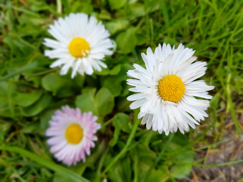 Spring flowers meadow