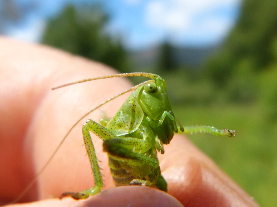 Small orthopteron tiny