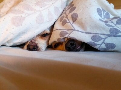 Dogs puppy
