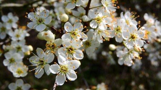 White flowers flowering shrub spring aspect photo