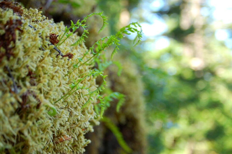 Nature green natural