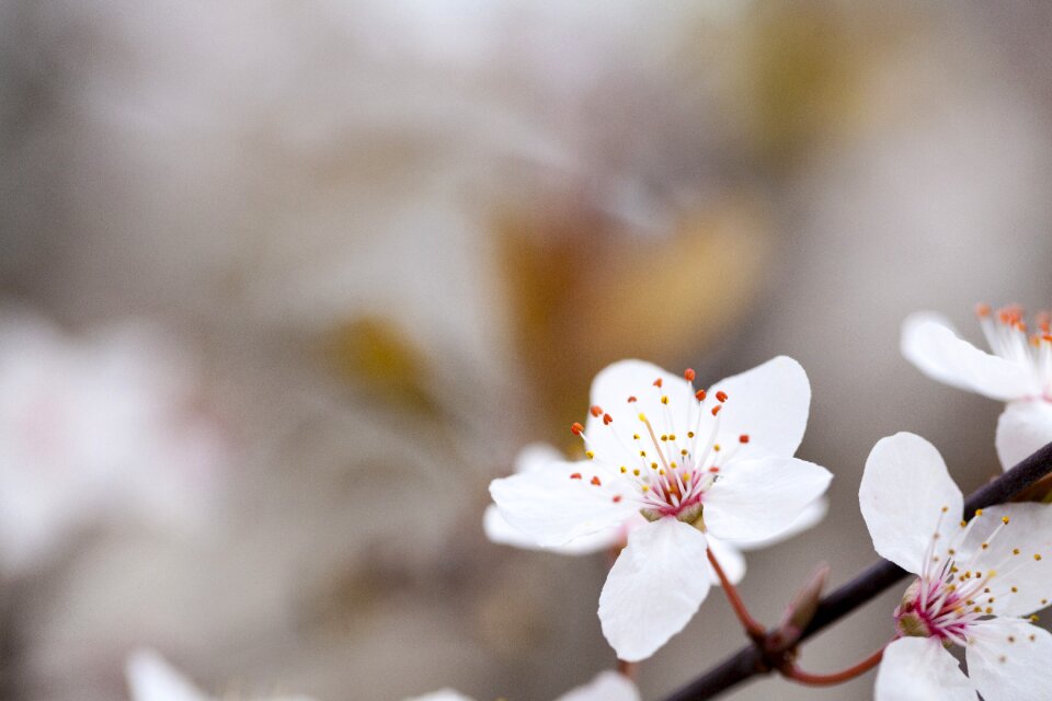 Plum blossom landscape nature