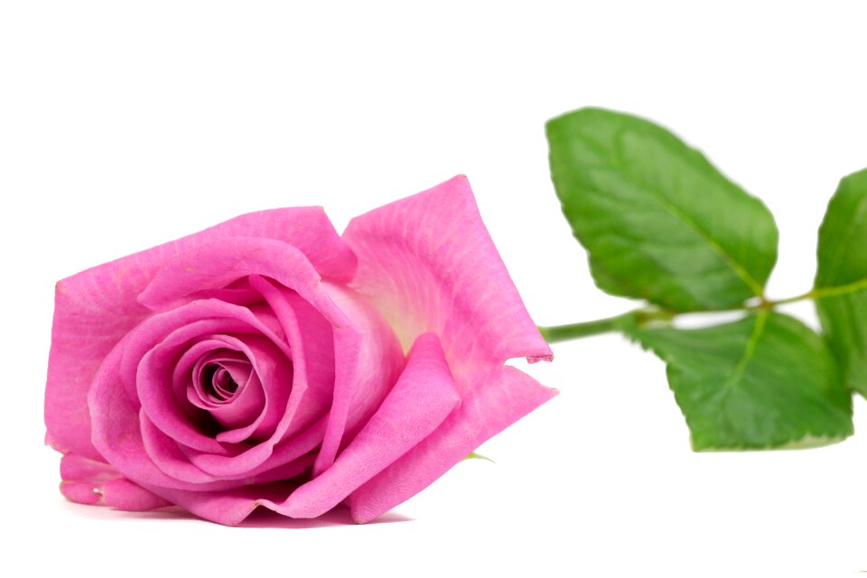 Pink rose macro bloom