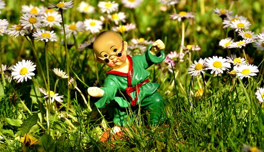 Funny meadow daisy photo