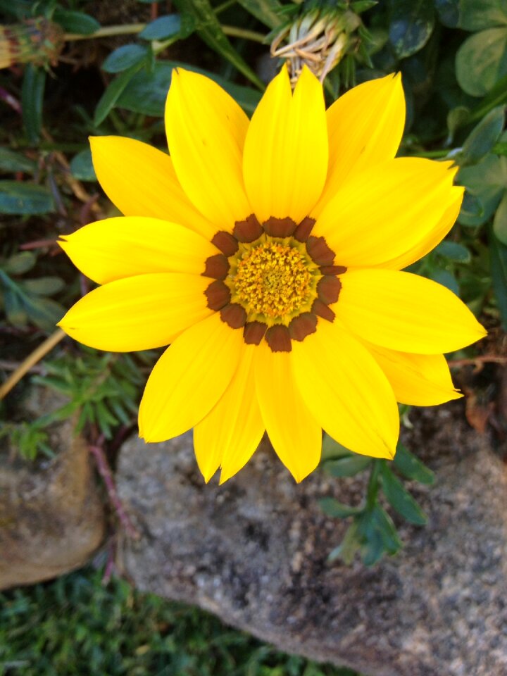 Garden nature delicacy