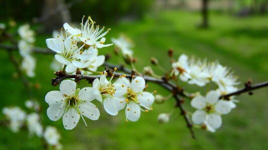 White flowers flowering shrub spring aspect photo