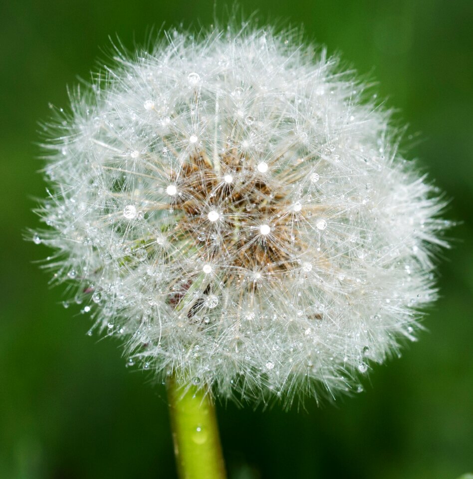 Dew water green