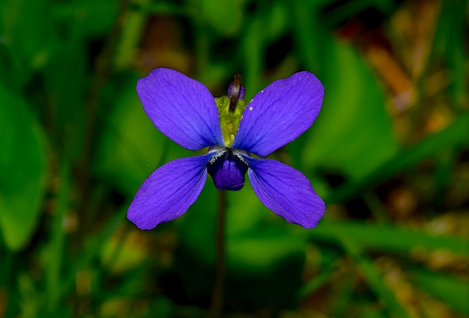 Floral spring leaf