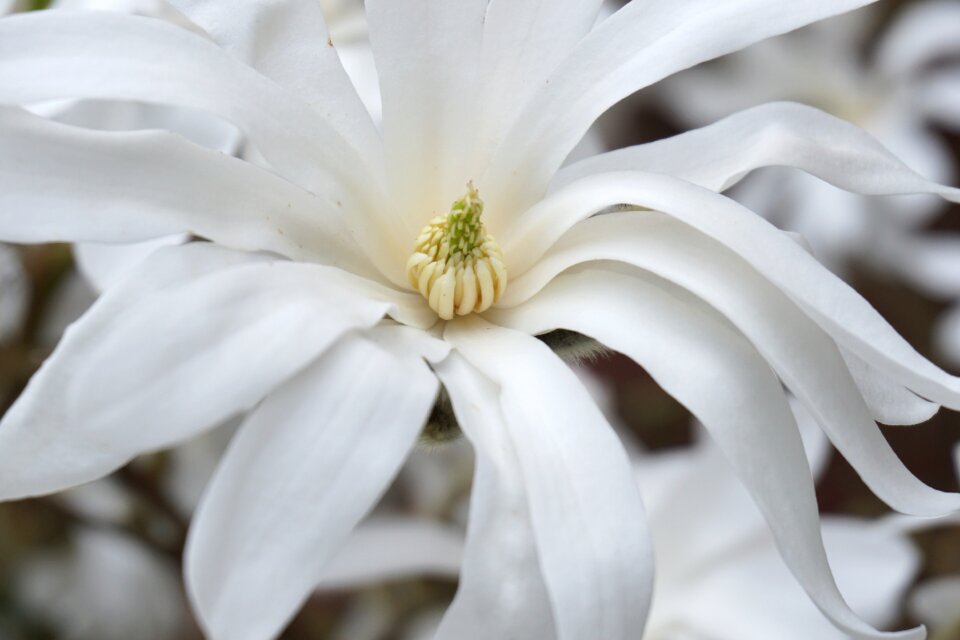 White nature magnolia