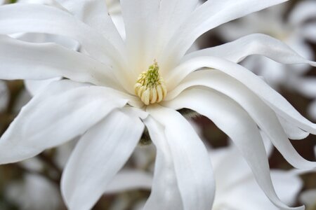 White nature magnolia photo