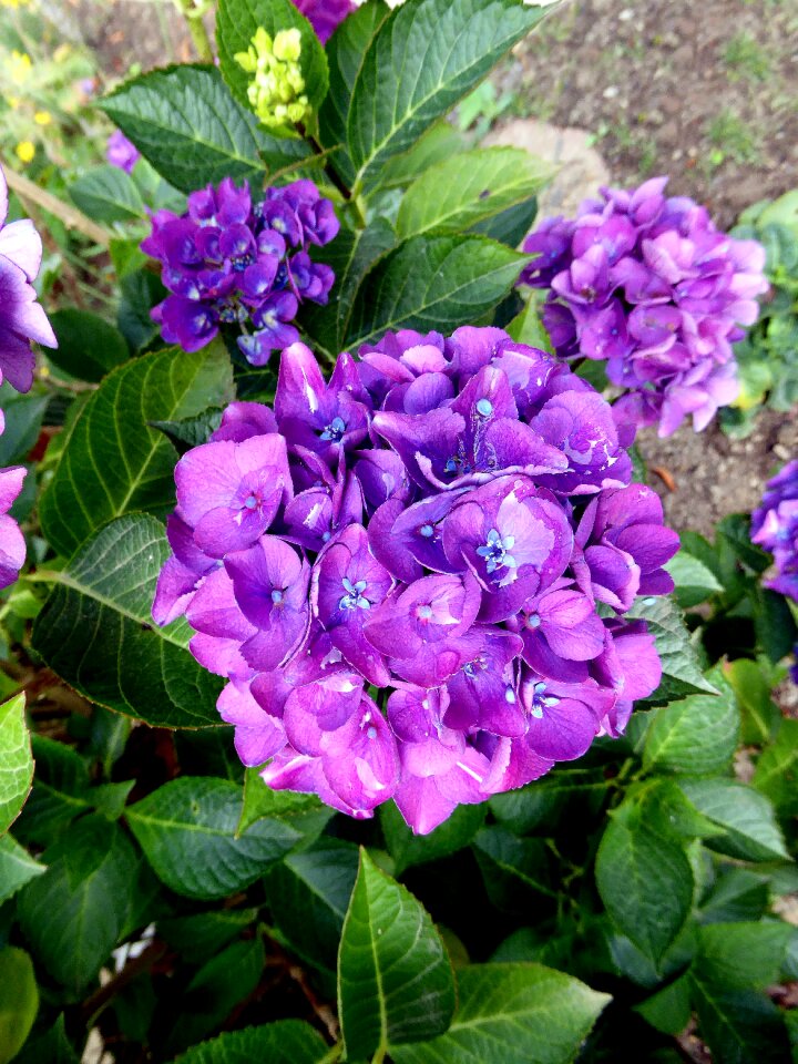 Purple nature garden