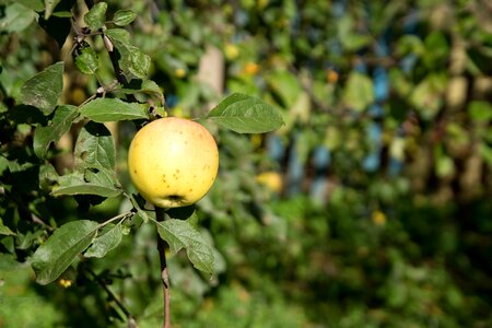 Harvest fruity garden green apple photo