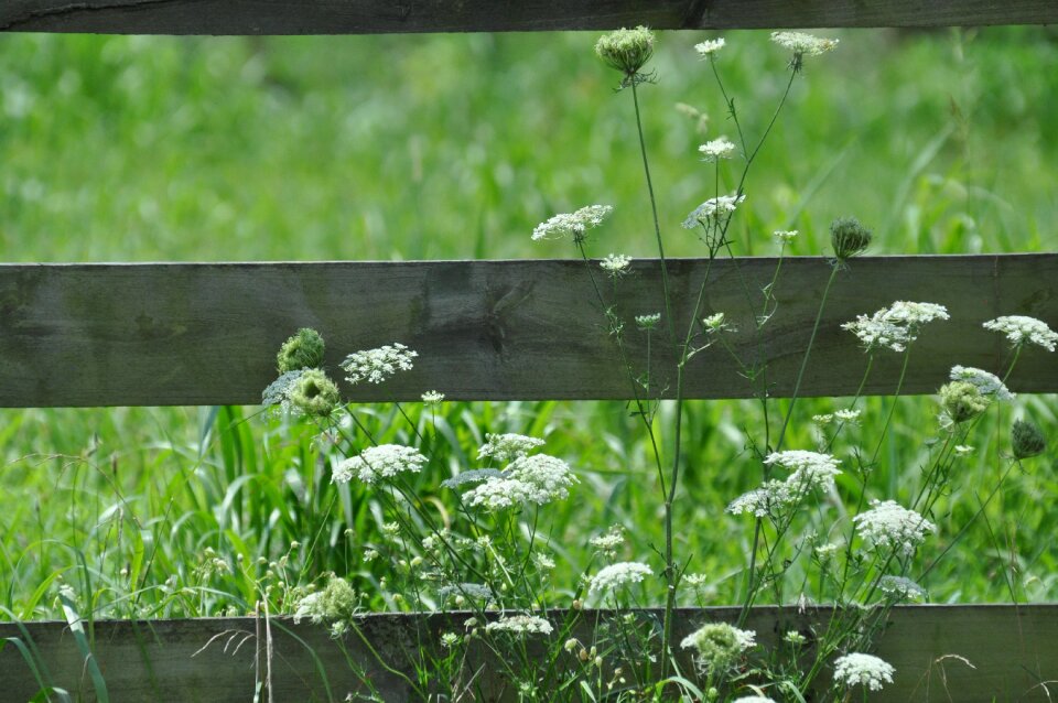 Bloom blossom rustic