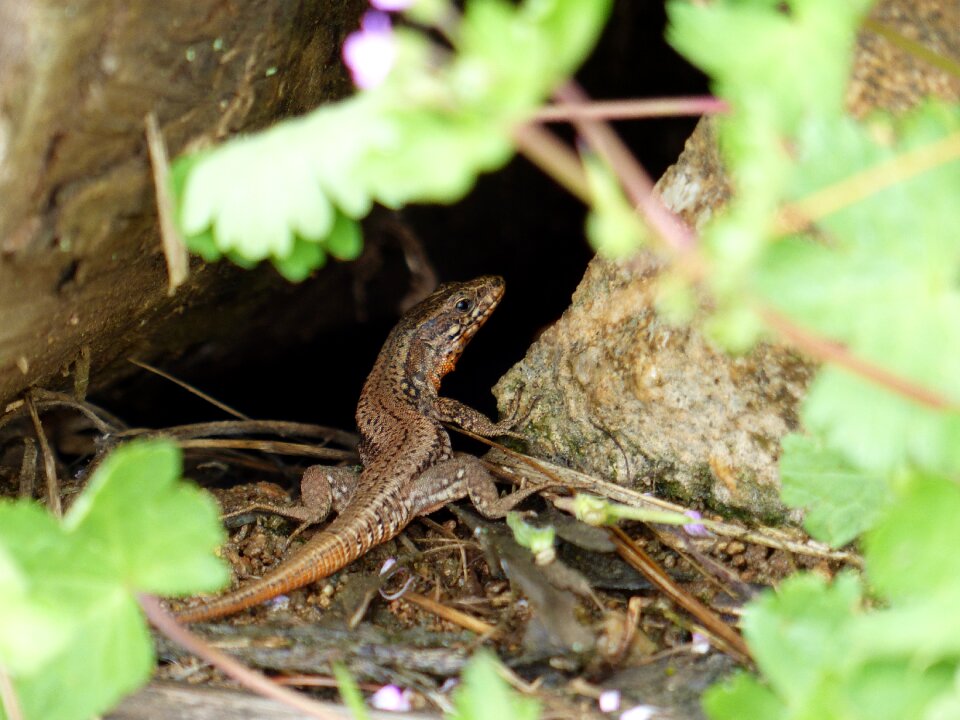 Reptile animal summer