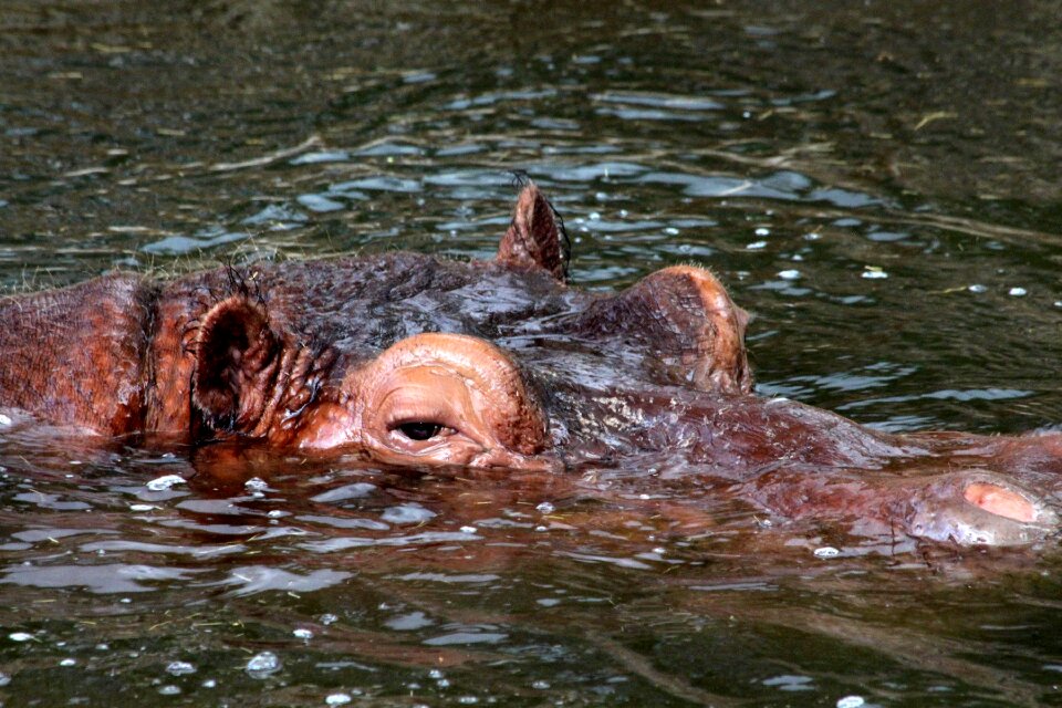 Water animal dangerous animal