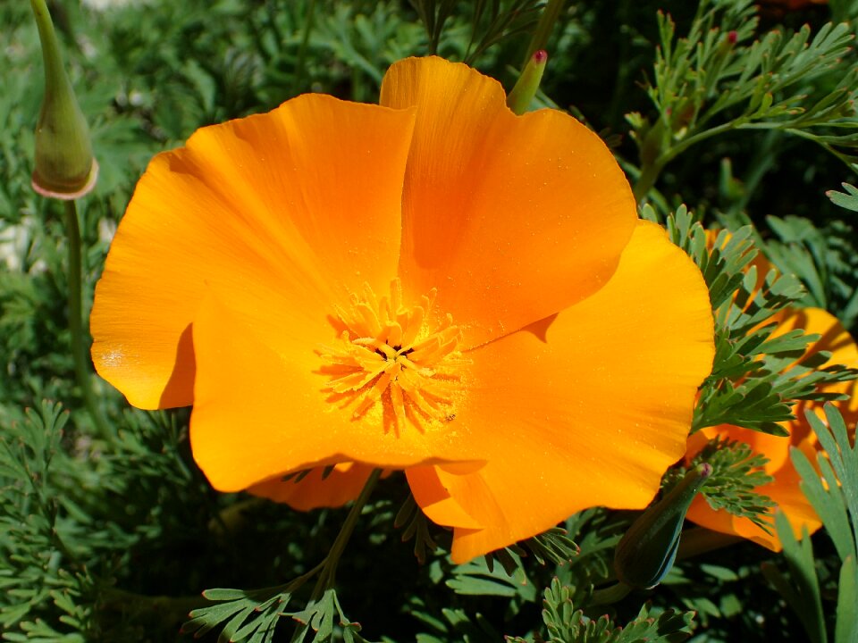 Flower eschscholzia californica orange
