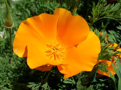 Flower eschscholzia californica orange photo