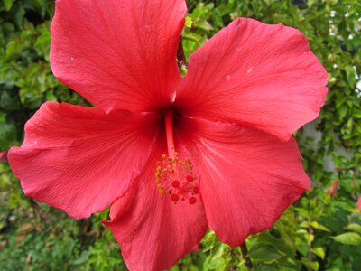 Red nature red natural