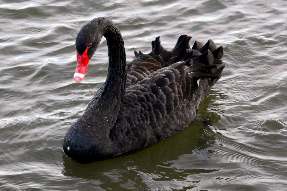 Wildlife black bird
