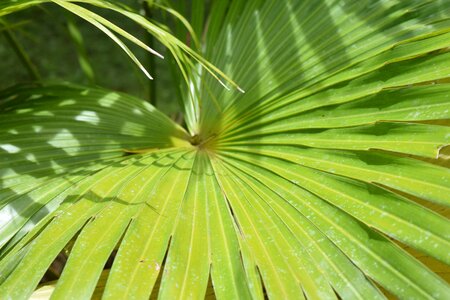 Tropical leaf summer photo