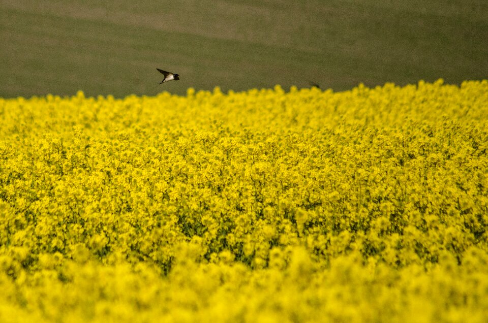 Yellow field nature