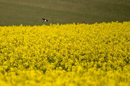Yellow field nature