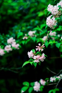 Green flowers pink photo