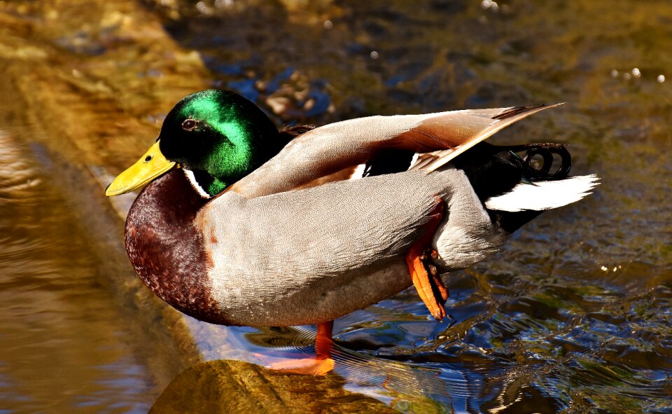 Water bird duck bird animals