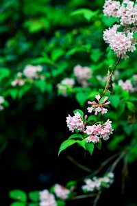 Green flowers pink