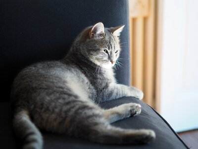 Grey cat cat lying indoor cat
