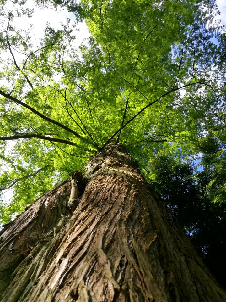Sequoia nature trees