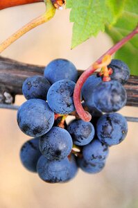 Fruit autumn garden