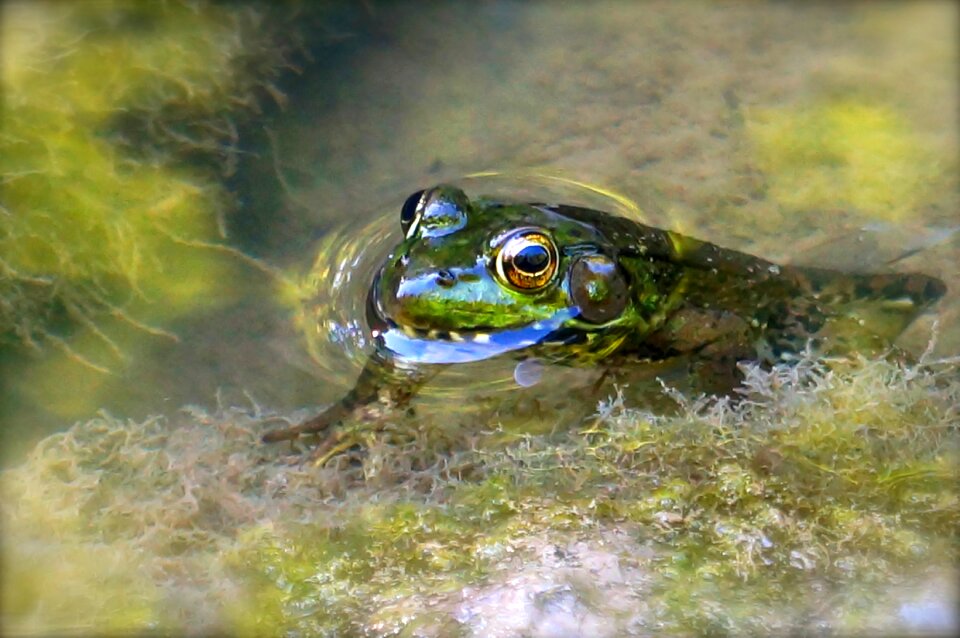 Wildlife animal stream